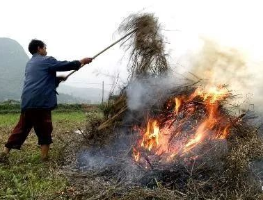 你年年都想燒的秸稈，今年可以吃票子了！